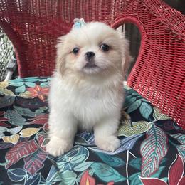 Pekingese, Poodle, and Shih Tzu Puppies from Happy puppies