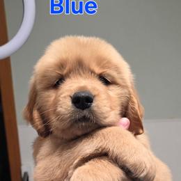 Blue - Golden male Golden Retriever puppy in Taylor Ridge, Illinois from Salata Goldens