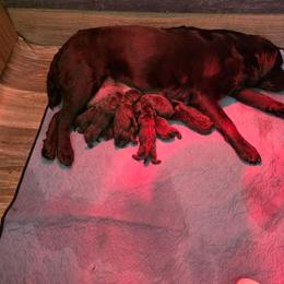 Girl 4 - Chocolate female Labrador Retriever puppy in Dartmouth, Massachusetts from Dolce Amore Labradors