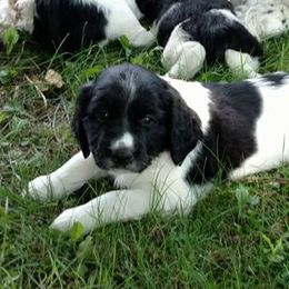 English Springer Spaniels from Joyspring English Springer Spaniels