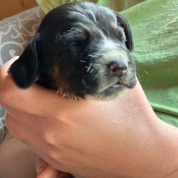 Male 2 - Black brown and white male Basset Hound puppy in Lindley, New York from Hill Top Basset Hounds & Cane Corso
