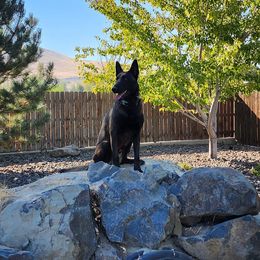 Belgian Malinois from Keith's Belgian Malinois