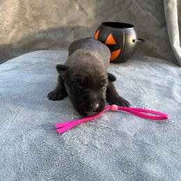 Pecan - Red sable female Belgian Malinois puppy in Sheridan, Arkansas from Dark Sky Kennels