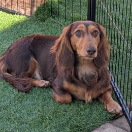 Whiskey - Dachshund