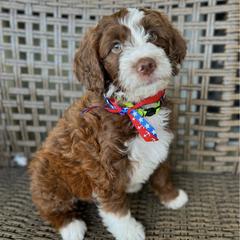 Double Doodles from Dos Rios Doodles