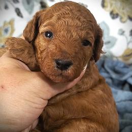 Pretty Girl - Red Mini Poodle Raised in Home - Red  female Poodle puppy in Falcon, Missouri from Cedar House Heritage Poodles | AKC Toy & Miniature Poodle Puppies Raised in Home