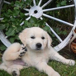 Golden Retriever and Jack Russell Terrier Puppies from VS Golden Fields