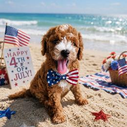 Nugget - Red  male Poodle puppy in Daytona Beach, Florida from Beach Doodles