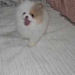 Boy 2 - Chocolate merle male Pomeranian puppy in Angleton, Texas from Pomeranian Palace, LLC
