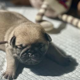 Brown - Fawn male Pug puppy in Baylis, Illinois from Cameo's Pugs