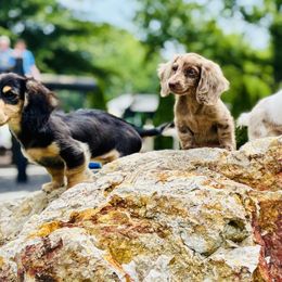 Dachshunds from Olive Branch Acres
