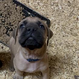 Mastiff Puppies from English Mastiff