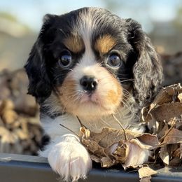 Milie - Tri-color female Cavalier King Charles Spaniel puppy in Inez, Texas from Londyn Cavaliers