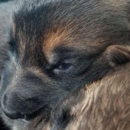 German Shepherd Puppies from Spruce Valley German Shepherds
