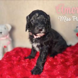 Girl 1 - female Australian Labradoodle puppy in Richmond, Kentucky from Happy Time Doodles