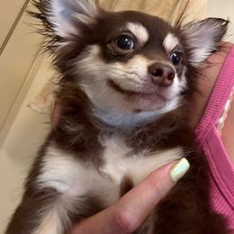 Poncho - Chocolate and tan Pomeranian puppy in Avon Park, Florida from Mariska's Pomeranians