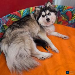 Pomsky puppies from SZ Rolling Acres LLC