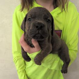 Orange collar: Copper - Gray male Cane Corso puppy in Franktown, Colorado from Earth and Ship Cane Corso