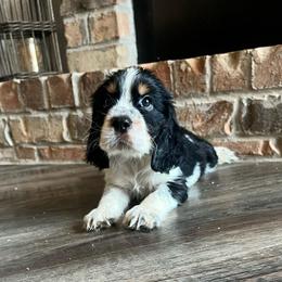 Montana - Black white and tan female English Springer Spaniel puppy in Wilmer, Alabama from South Delta Springers