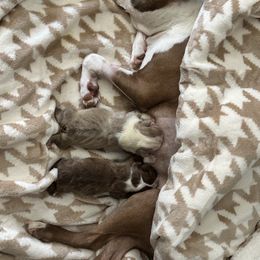 Boston Terrier Puppies from Little Miss and Mister Boston Terriers