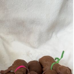 Poodle puppies from Midwest Miniature Poodles
