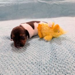 Lucy - Piebald female Dachshund puppy in Jerusalem, Ohio from Twin Hickory Ranch