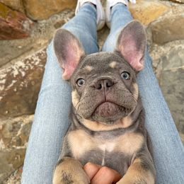 French Bulldog Puppies from Dreampups