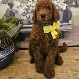 Yellow female - Red  female Goldendoodle puppy in Haughton, Louisiana from Bailey’s Cajun Canines