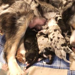 Australian Shepherd Puppies from Bline's Awesome Aussies