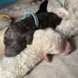 Goldendoodle Puppies from Fluff Puff Doodles