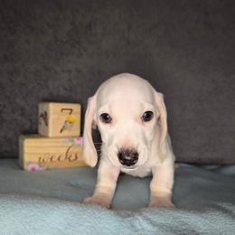 Blue - Cream male Dachshund puppy in Valrico, Florida from Bloomin Doxies