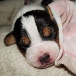 Girl 2 - Tri-color female Jack Russell Terrier puppy in California from Kimberlite