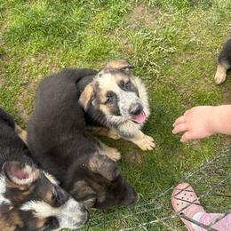 Blue boy - Panda male German Shepherd puppy in Columbiana County, Ohio from Das Müller Hund Haus
