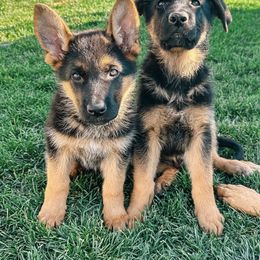 German Shepherd Puppies from Sand Hill Shepherds & Setters