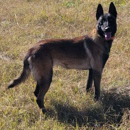 Echo - Belgian Malinois