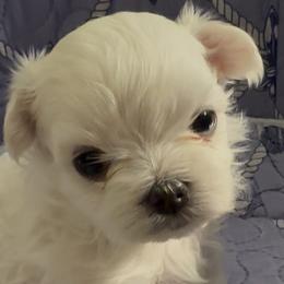 Frosty the snow man - White male Maltese puppy in Buckeye, Arizona from Casper’s maltese