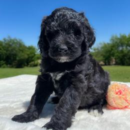 Cherry - Black female Goldendoodle puppy in Osage City, Kansas from Golden Ridge Goldens