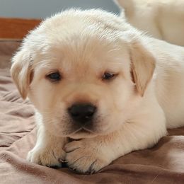 Labrador Retriever Puppies from Shooting Star Labs
