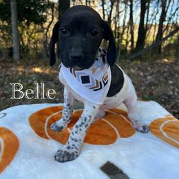 Belle - Black and white female German Shorthaired Pointer puppy in Dugspur, Virginia from Pilgrims Trails Shorthairs
