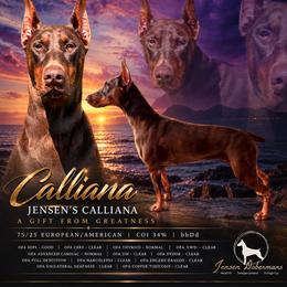 Calliana - Doberman Pinscher