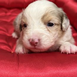 Hazel - Red merle female Miniature American Shepherd puppy in Ballico, California from SierraVu Minis