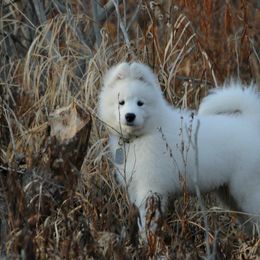 Samoyed Puppies from Falling cedar farm samoyeds