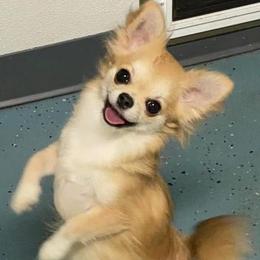 Busy - Chihuahua