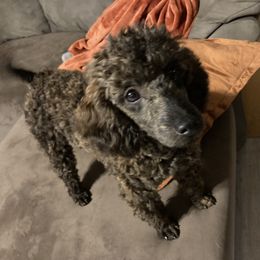 Poodle Puppies from Bright Morning Star Pups