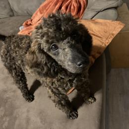 Poodle Puppies from Bright Morning Star Pups