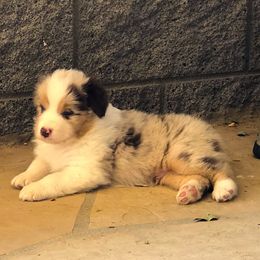 Boy 2 - male Australian Shepherd puppy in Phoenix, Arizona from Heartfire Aussies