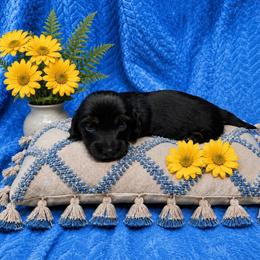 Snickers - Black and tan male Dachshund puppy in Richmond, Virginia from Paw Prints