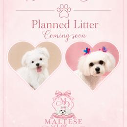 Maltese Puppies from Maltese Dollhouse
