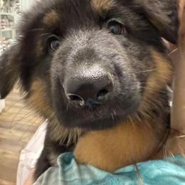 German Shepherd Puppies from Salty Raccoon Ranch German Shepherds