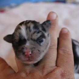 Bluey - Blue merle female Australian Shepherd puppy in Sonoita, Arizona from Gardner Canyon Kennels